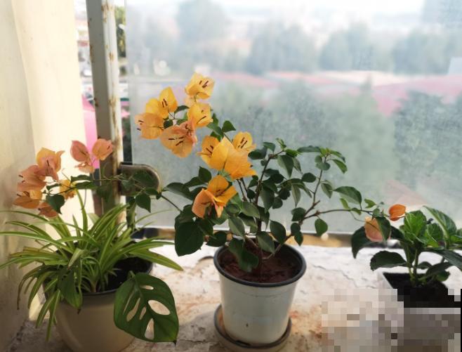 养殖三角梅，要想进行催花，这4点要知道