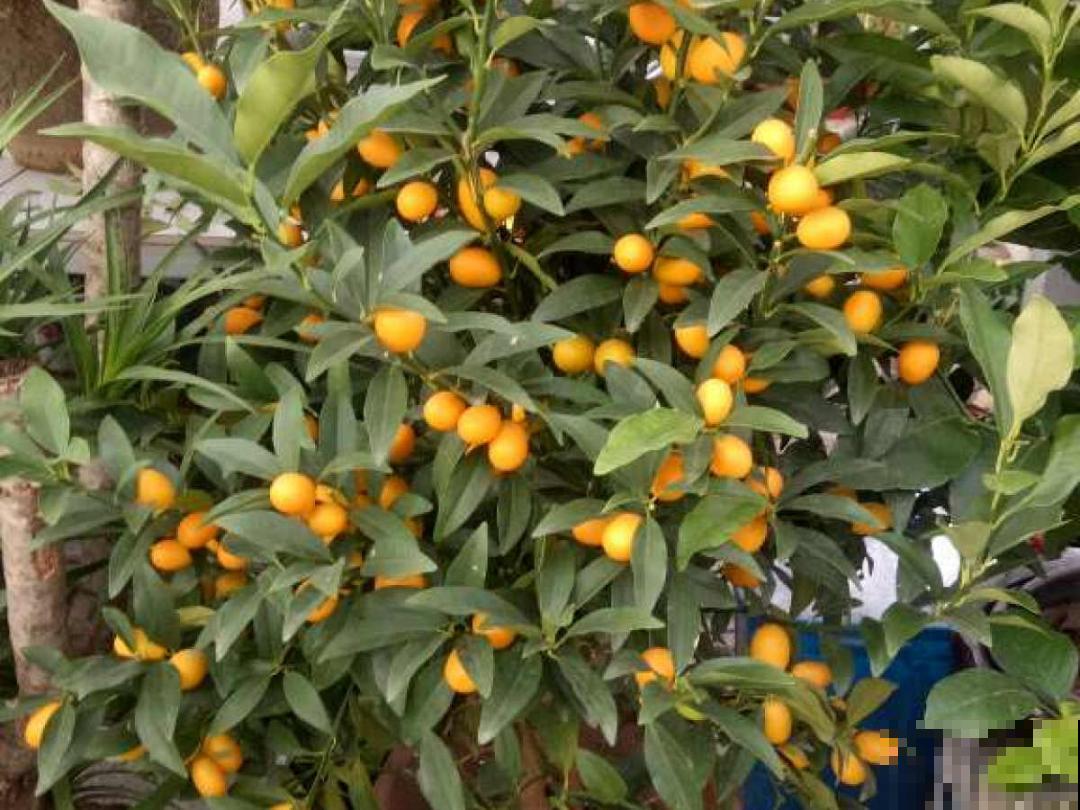 9种花是“一次性”，年前买、年后扔，不心疼钱吗？