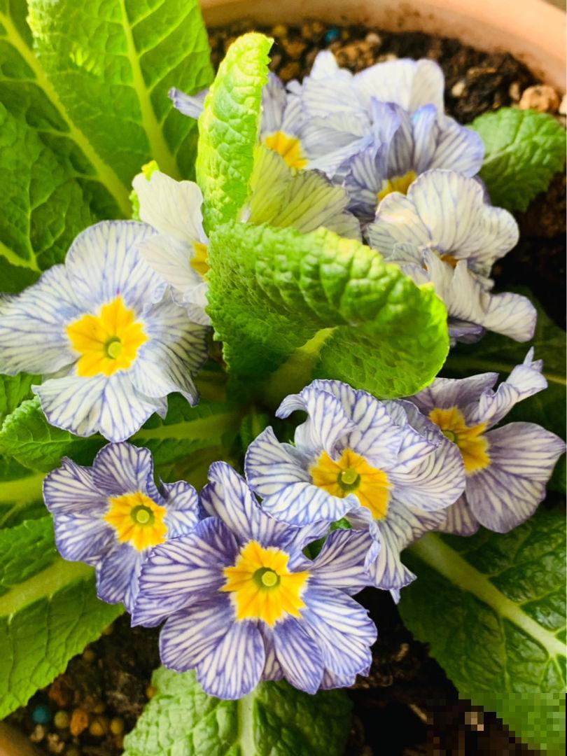 植物也爱听音乐？放放试试，会有新发现