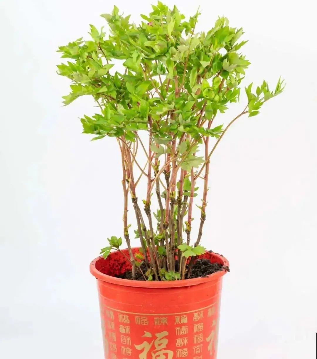 花中之王牡丹,过年家里备一盆,艳压群芳! 花中之王牡丹,过年家里备一盆,艳压群芳!