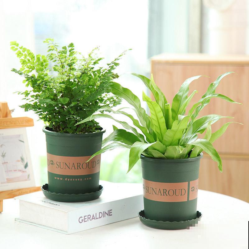 卫生间有异味，5种植物就搞定，净化空气一把好手