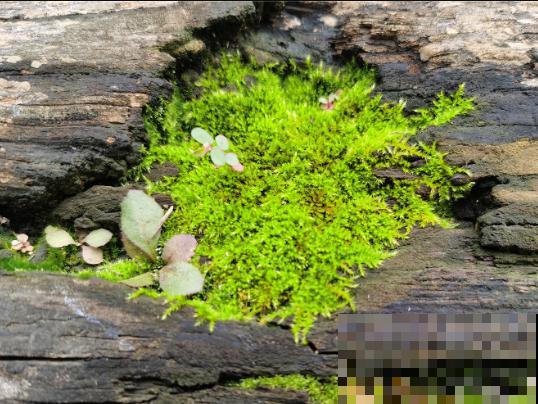 吸水性特别强的上水石，一定要养这5种植物，养护效果极佳