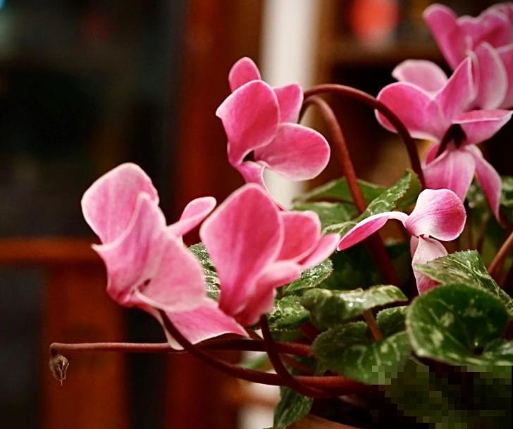 仙客来烂根，切掉烂根消消毒，还能长新芽