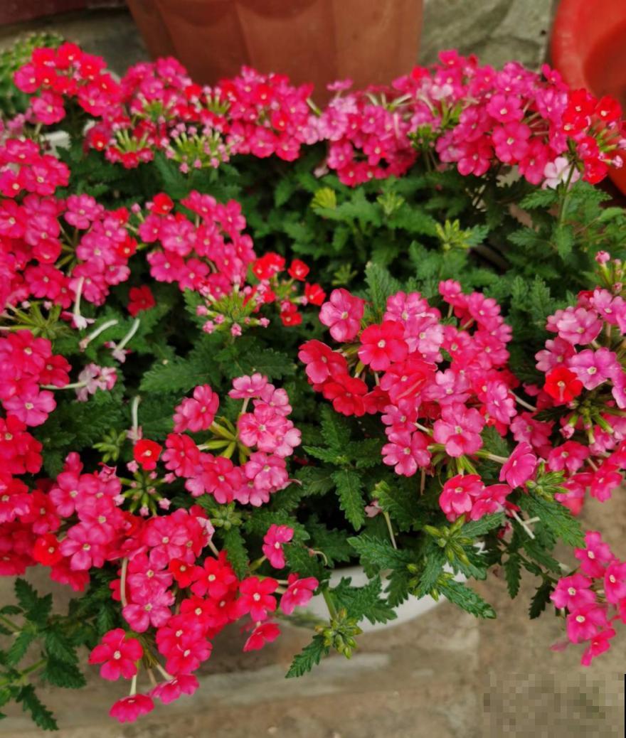 50种花春天播种,长满小院子,能开一整年 50种花春天播种,长满小院子,能开一整年