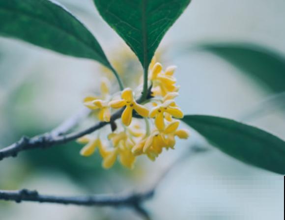 四季桂花的养殖，要记住这5步，开花香气浓郁