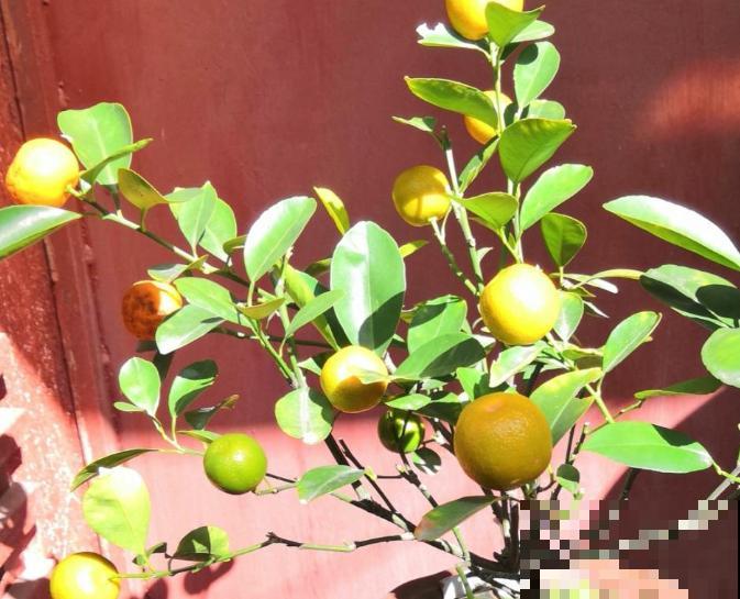 家里养盆“黄金果”，果子结满枝头，养家里福气满满