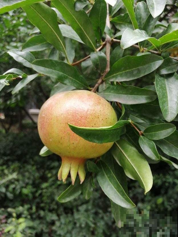 “家里有树,十有九富”,在家养棵树,养人旺家宅 “家里有树,十有九富”,在家养棵树,养人旺家宅