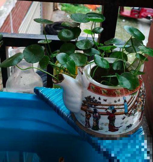 40年老花农绝不外传的养花绝招，学会一个就赚了，感觉省了好多钱