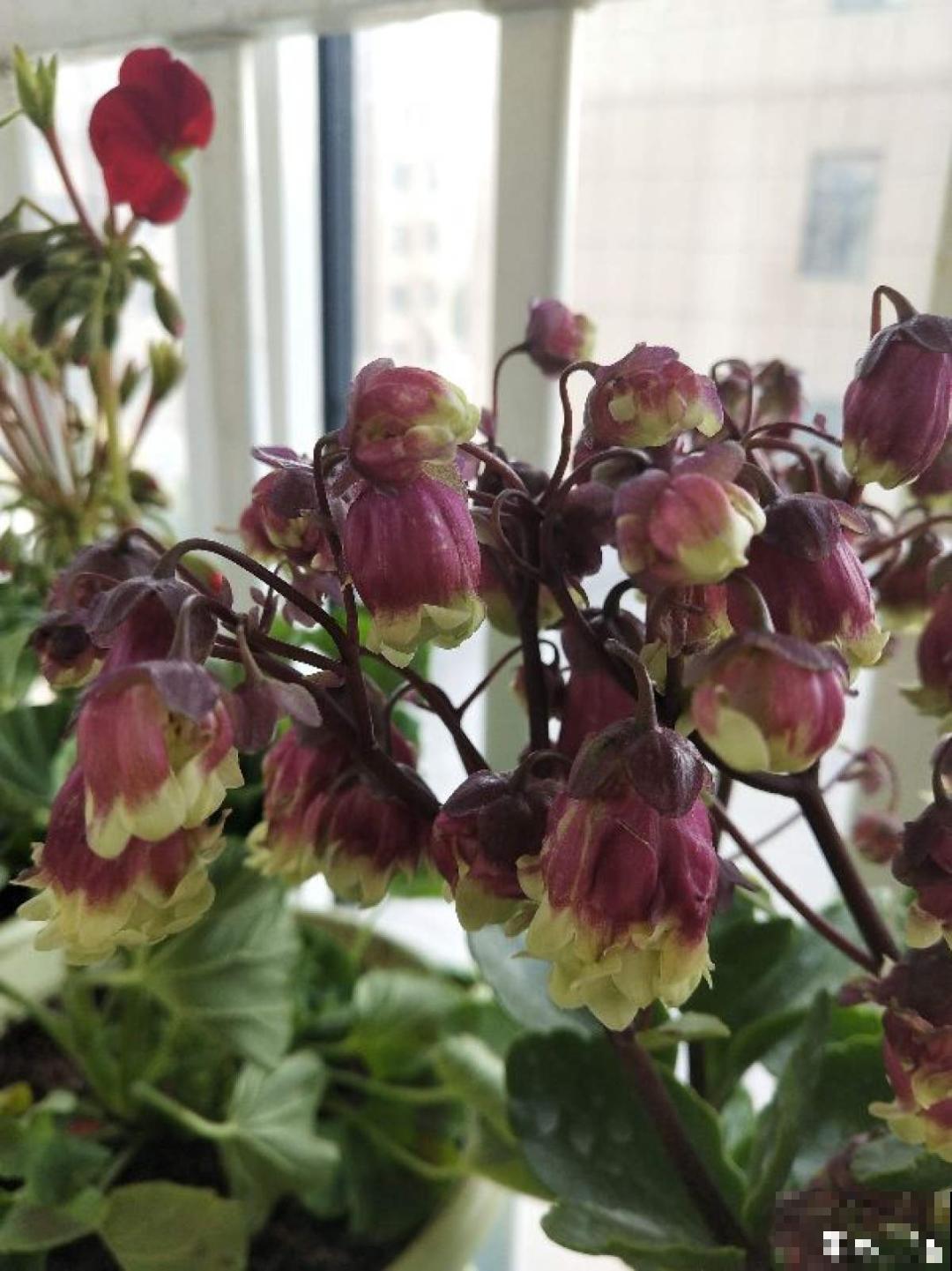 家里养盆“宫灯花”，密密麻麻全是花，能开3个月！