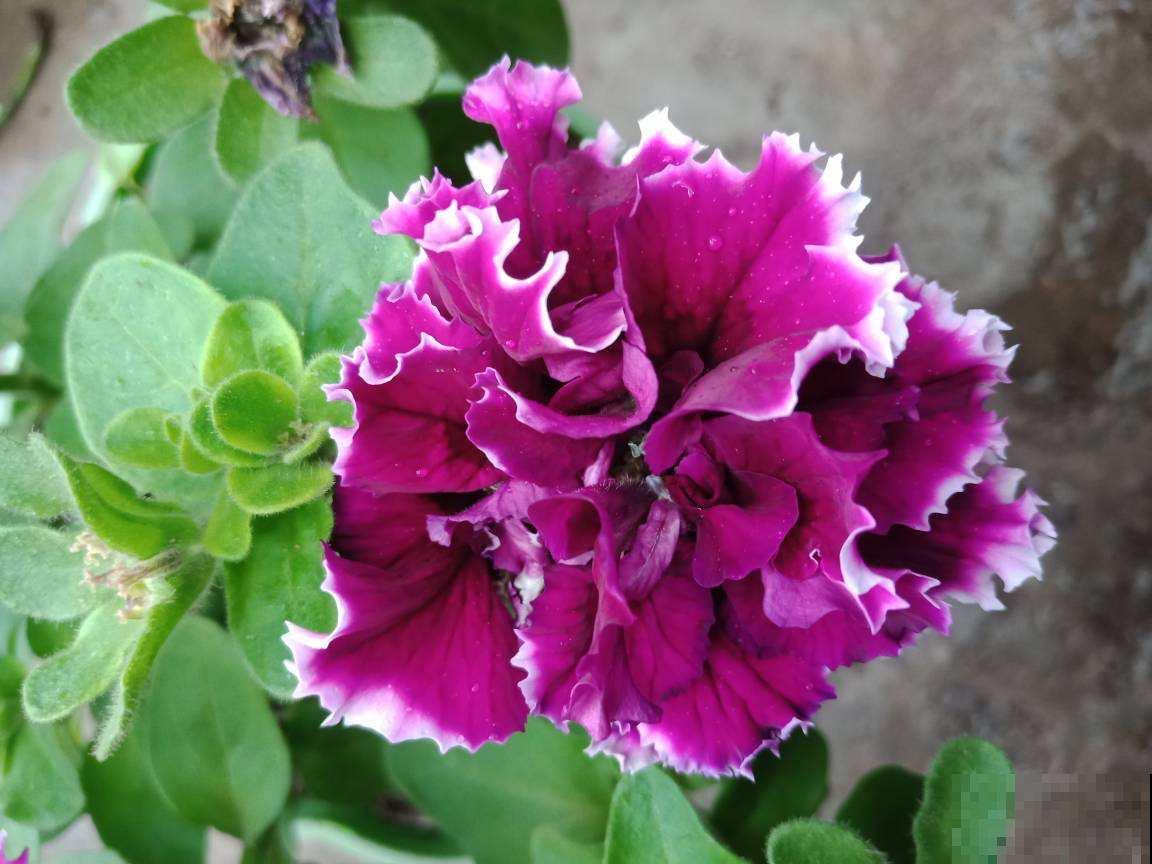 养花多养点品种，看腻了单瓣，重瓣也很好看