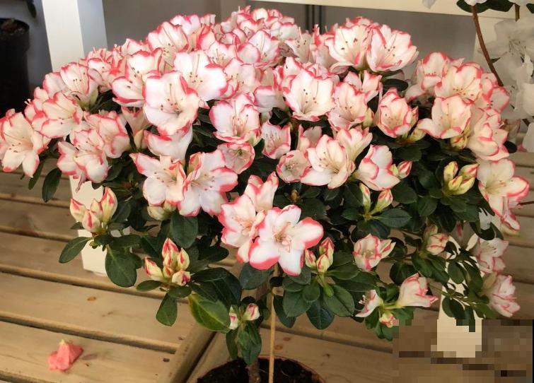 家里养盆杜鹃花，不要随意修剪，这3个时间修剪才能不出问题