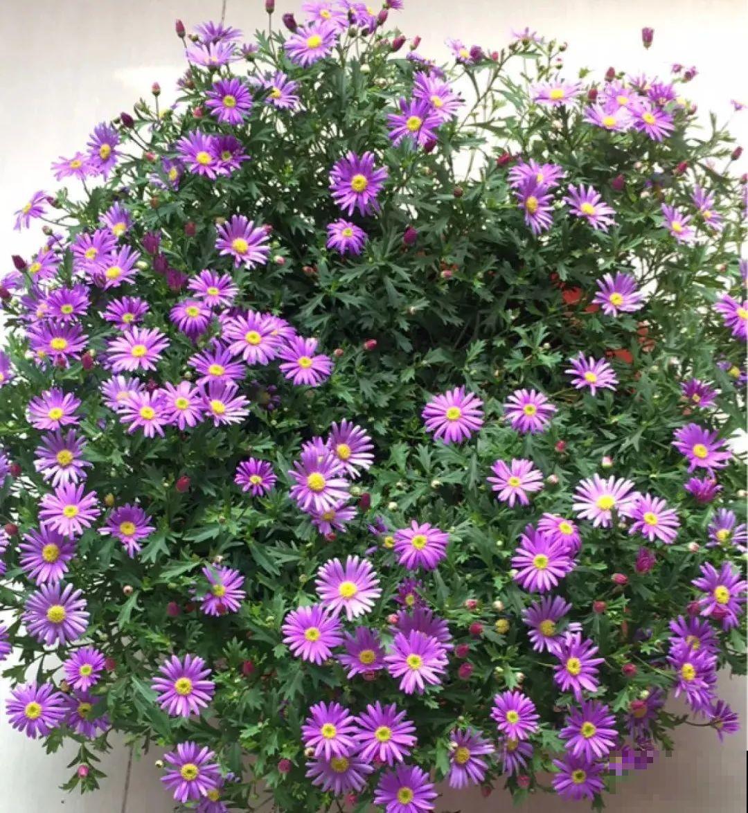 草花中的“小霸王”,耐热耐寒耐阴,开花能开大半年! 草花中的“小霸王”,耐热耐寒耐阴,开花能开大半年!