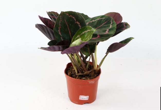 竹芋叶子下垂,可能和5点有关,快来拯救它 竹芋叶子下垂,可能和5点有关,快来拯救它