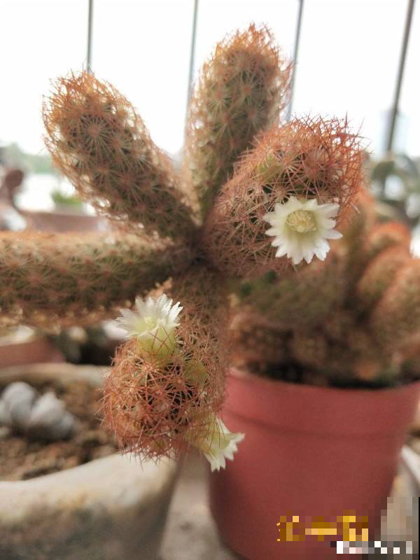 家养植物千千万,这30种都养过的,就是养花大神 家养植物千千万,这30种都养过的,就是养花大神