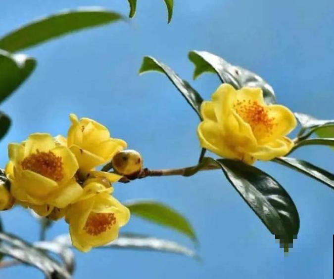 1种贵货花，大几百块钱一盆，有钱人一定要买