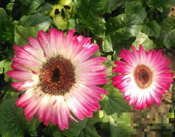 非洲菊切花养护，记住这5点，轻松延长开花时间