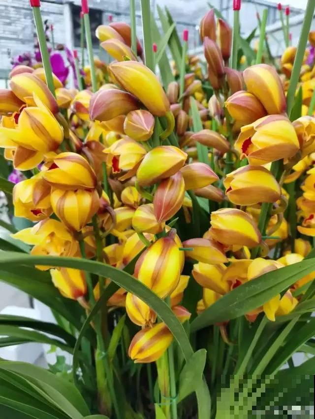 大花蕙兰太贵,掉个花苞都心疼,快来注意这3点! 大花蕙兰太贵,掉个花苞都心疼,快来注意这3点!