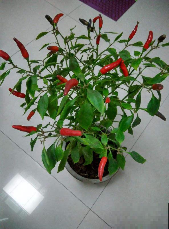 春天养花虫子多，民间3个笨办法，灭虫安全又放心