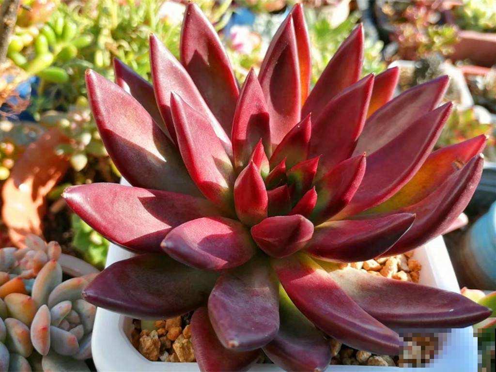 20种常见花的浇水方式,一句话就概括,简单好记 20种常见花的浇水方式,一句话就概括,简单好记