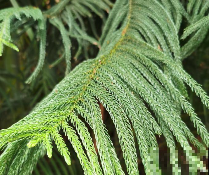 办公室常见的4种大型绿植,好养易活,还有“财源广进”好兆头 办公室常见的4种大型绿植,好养易活,还有“财源广进”好兆头