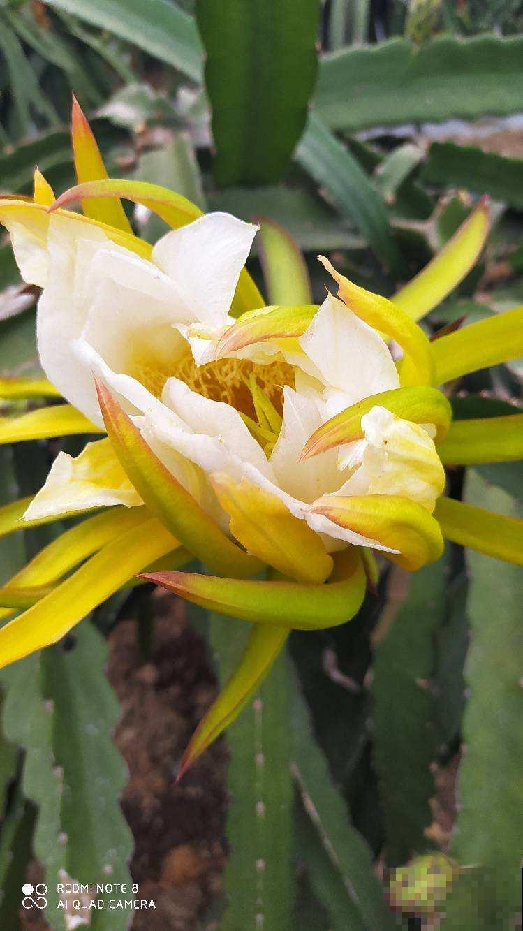 立春以后，养盆五颜六色的“小零食”花，不光好看还能吃