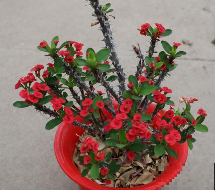 1种花被称作“刺美人”，浑身上下都是刺，却能开出绝美花