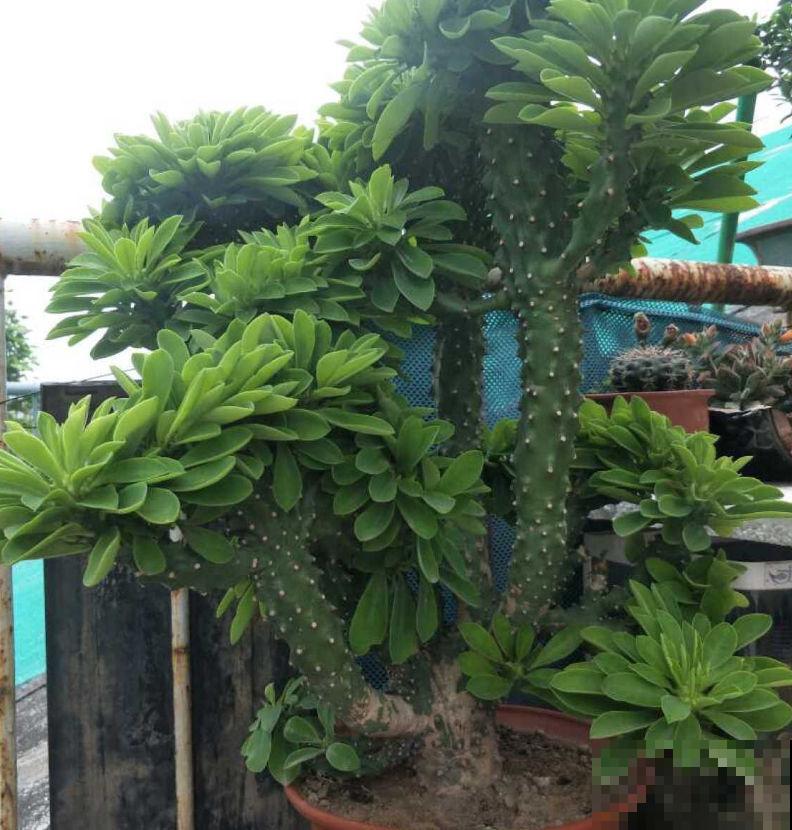 去年楼下捡了一棵“怪植物”，精心养了一年，昨天有人出价5万