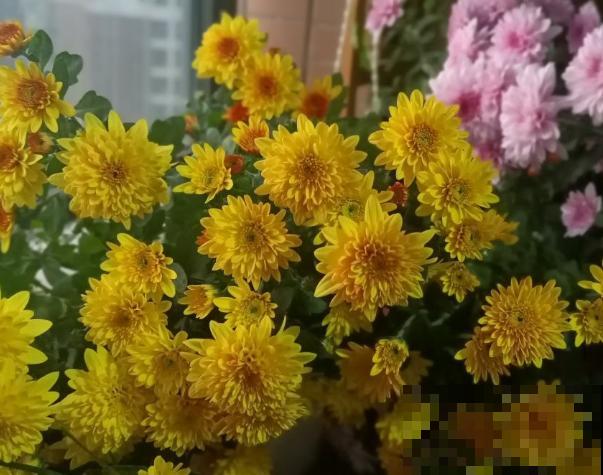 荷兰菊花苞枯萎,主要和这4点有关,学会养殖不出问题 荷兰菊花苞枯萎,主要和这4点有关,学会养殖不出问题