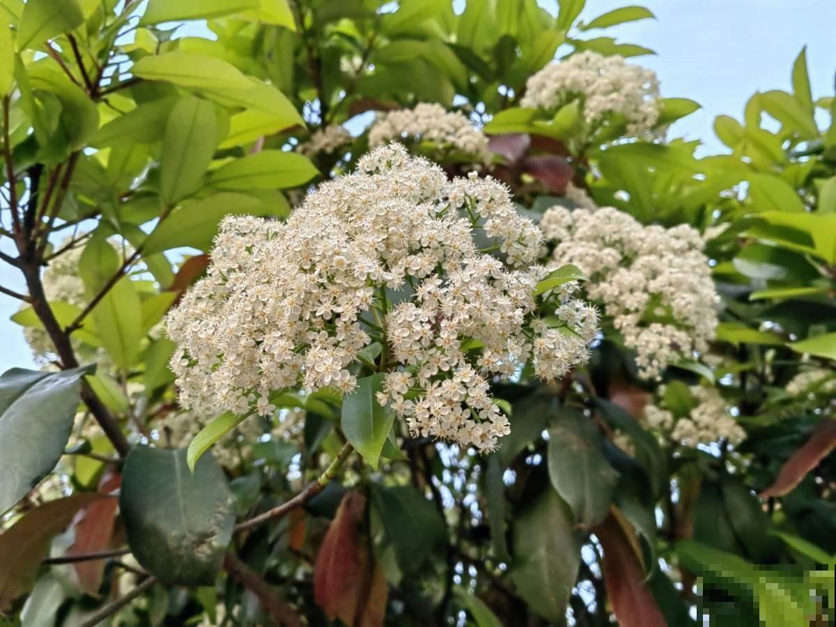 四季常青的植物，家里养一盆，一年到头有生机