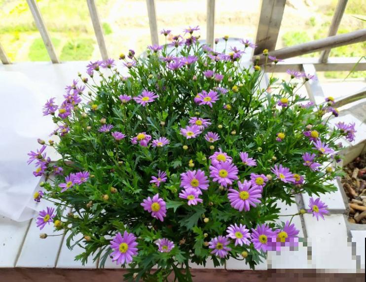 春天是养雏菊的季节，雏菊不同的含义，你都知道吗