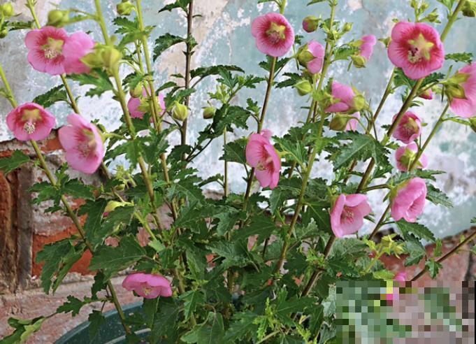 夏天养殖木槿花，注意这5点，以免出现问题