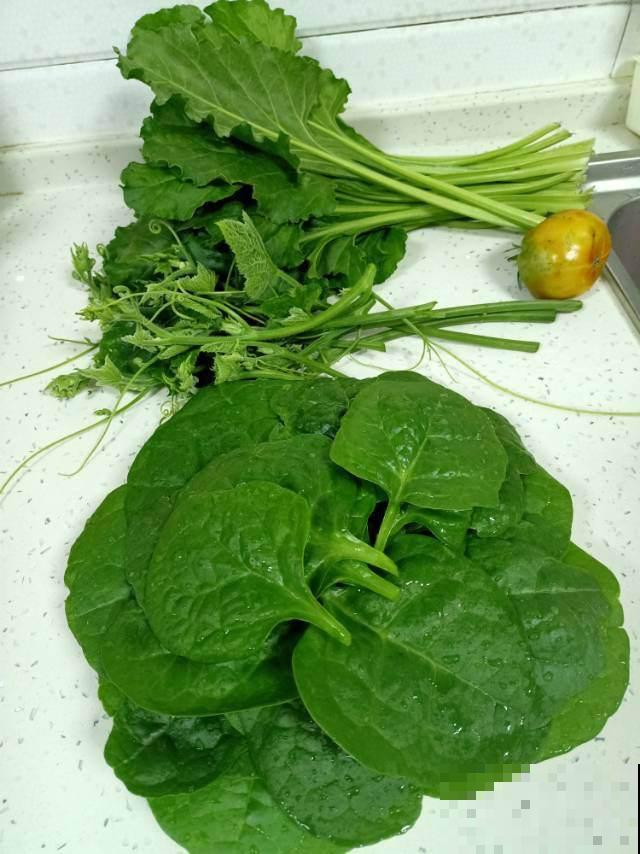 叶子很大的蔬菜，阳台就能种，从播种到收获只要20天