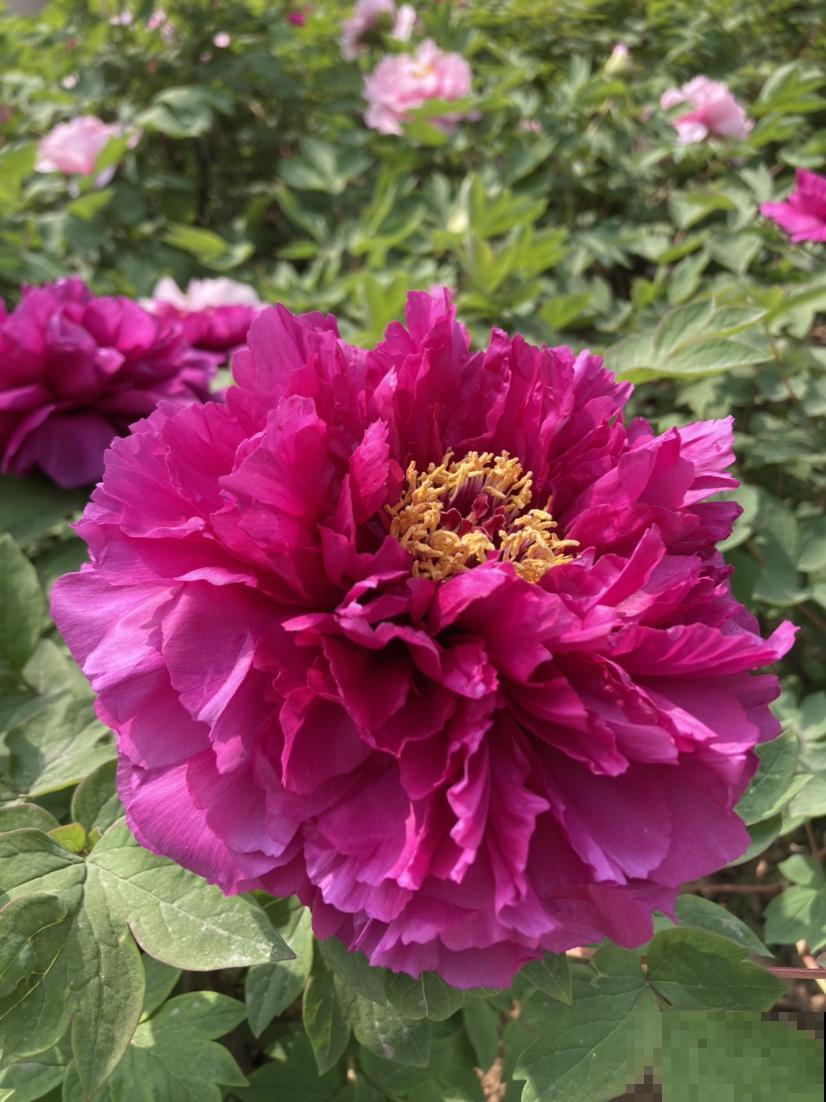 “花中之王”牡丹花，想开出比脸大的花，还是得学会4要点