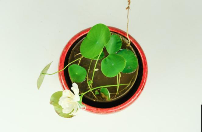 网上买的碗莲不开花，除了假货嫌疑，还和这3点有关