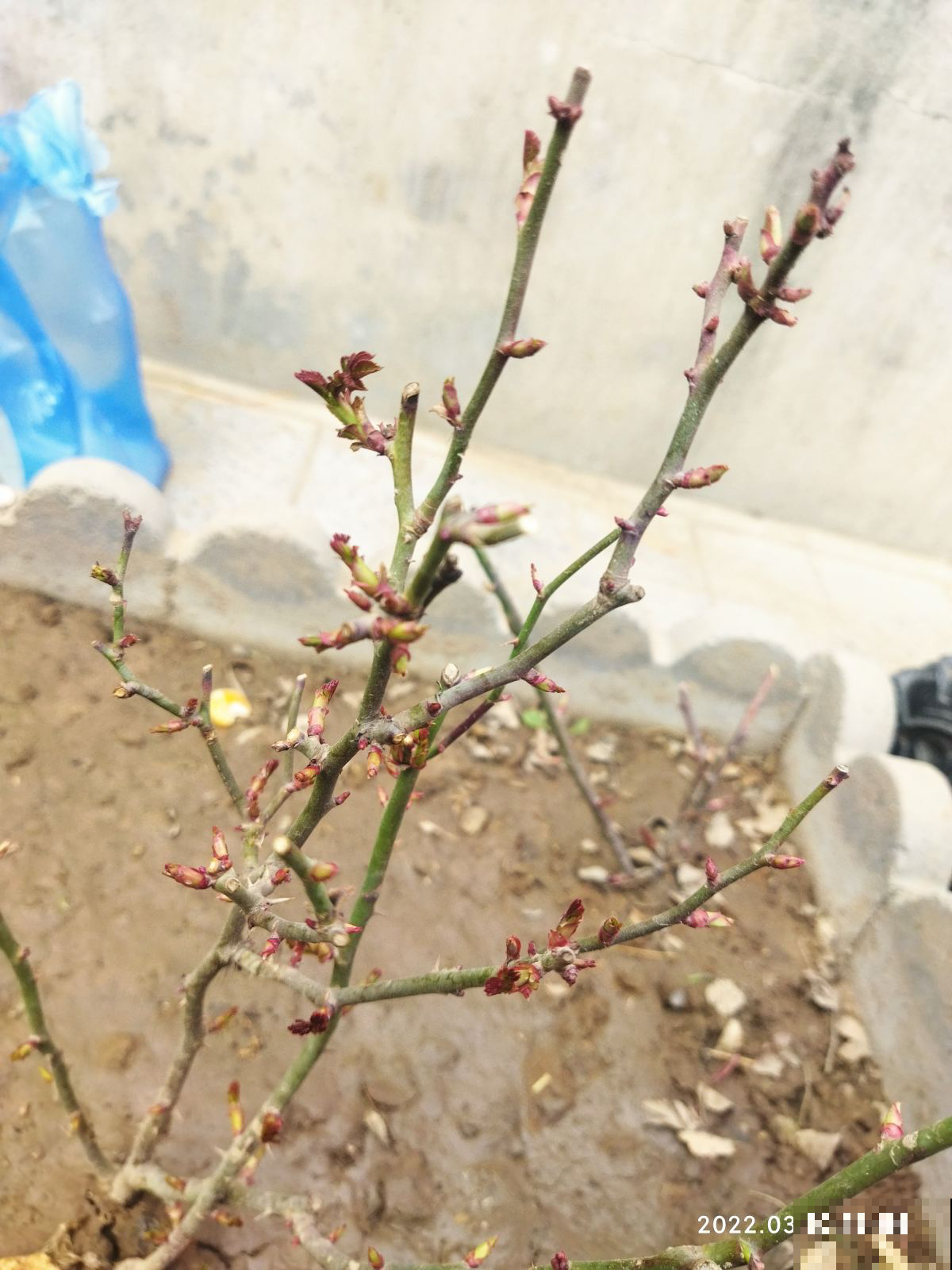 植物只长叶不开花,记住4个要点,很快开花爆盆 植物只长叶不开花,记住4个要点,很快开花爆盆