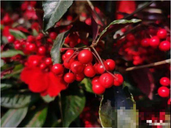 年底养盆喜庆花,有招财旺运好兆头,红红火火好运来 年底养盆喜庆花,有招财旺运好兆头,红红火火好运来