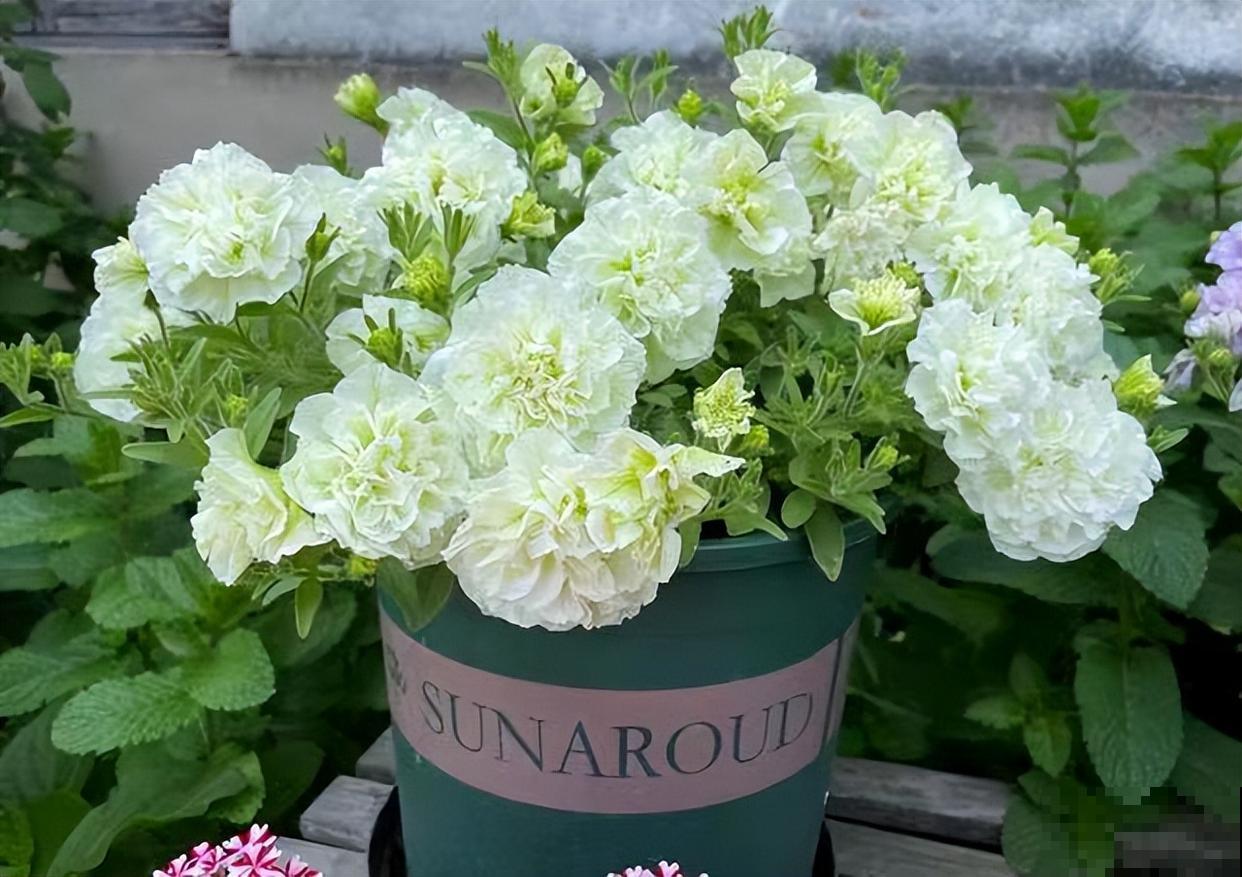 养盆矮牵牛,狠心剪几刀,轻松爆开满盆花,小阳台最爱! 养盆矮牵牛,狠心剪几刀,轻松爆开满盆花,小阳台最爱!