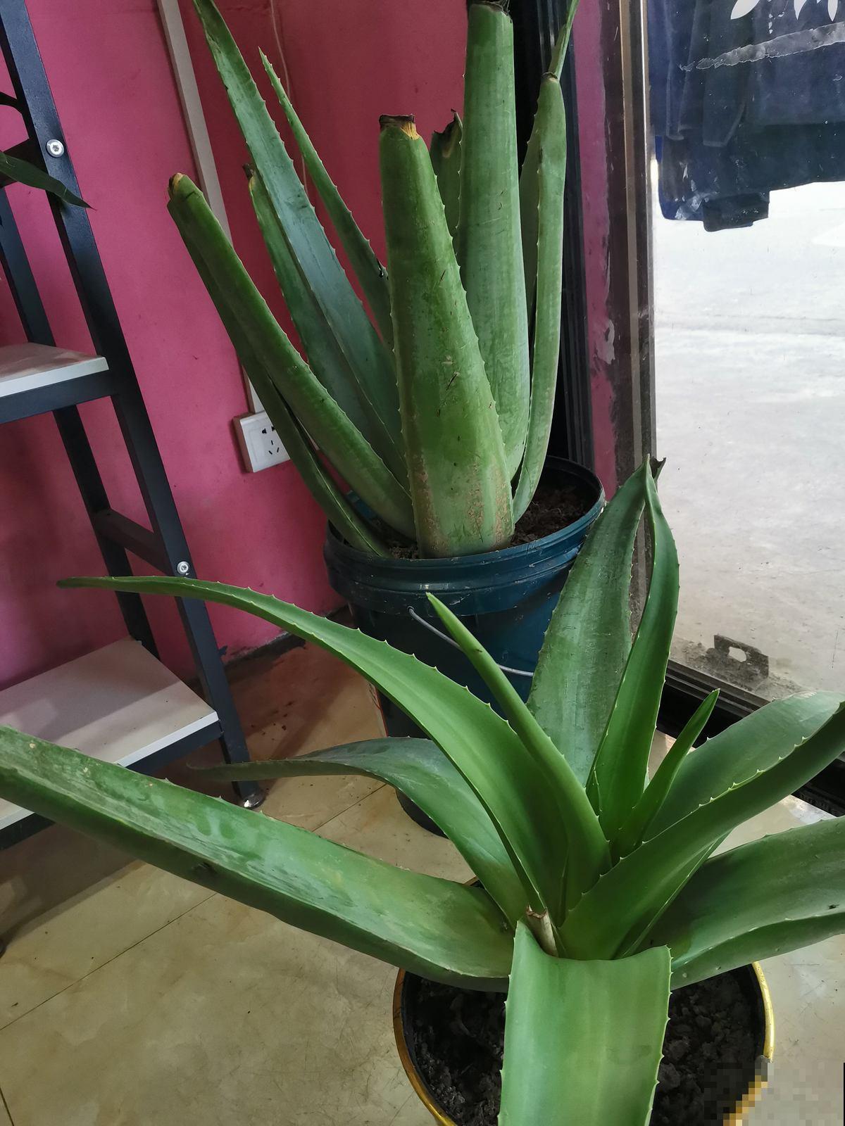 家里有女人的，就养一盆芦荟，美容又养颜好处多多