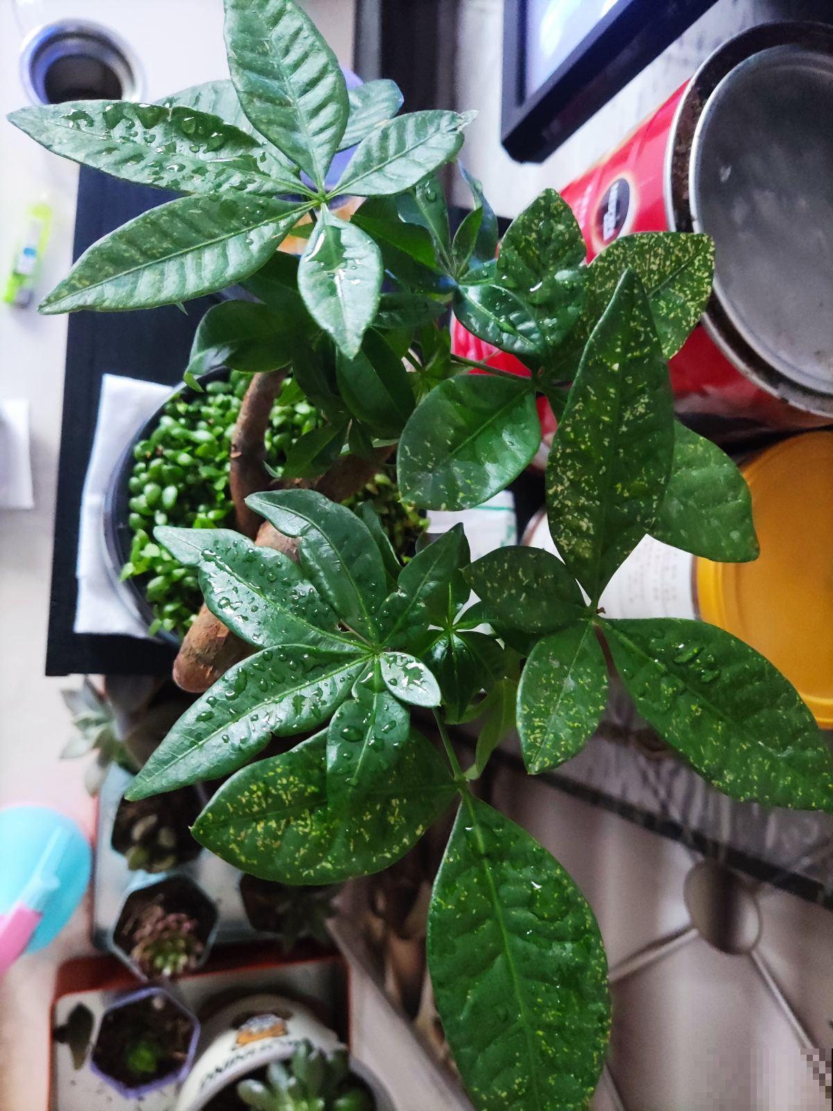 养花不能太勤快，3种花懒人养最好，越勤快养得越差