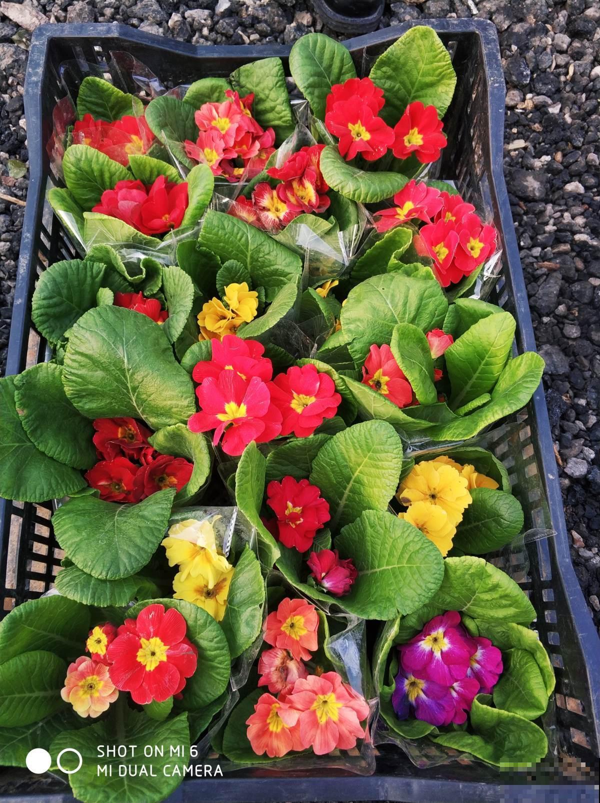 3块钱的年宵花，能一直开花到春天，10块钱就能打造小花园