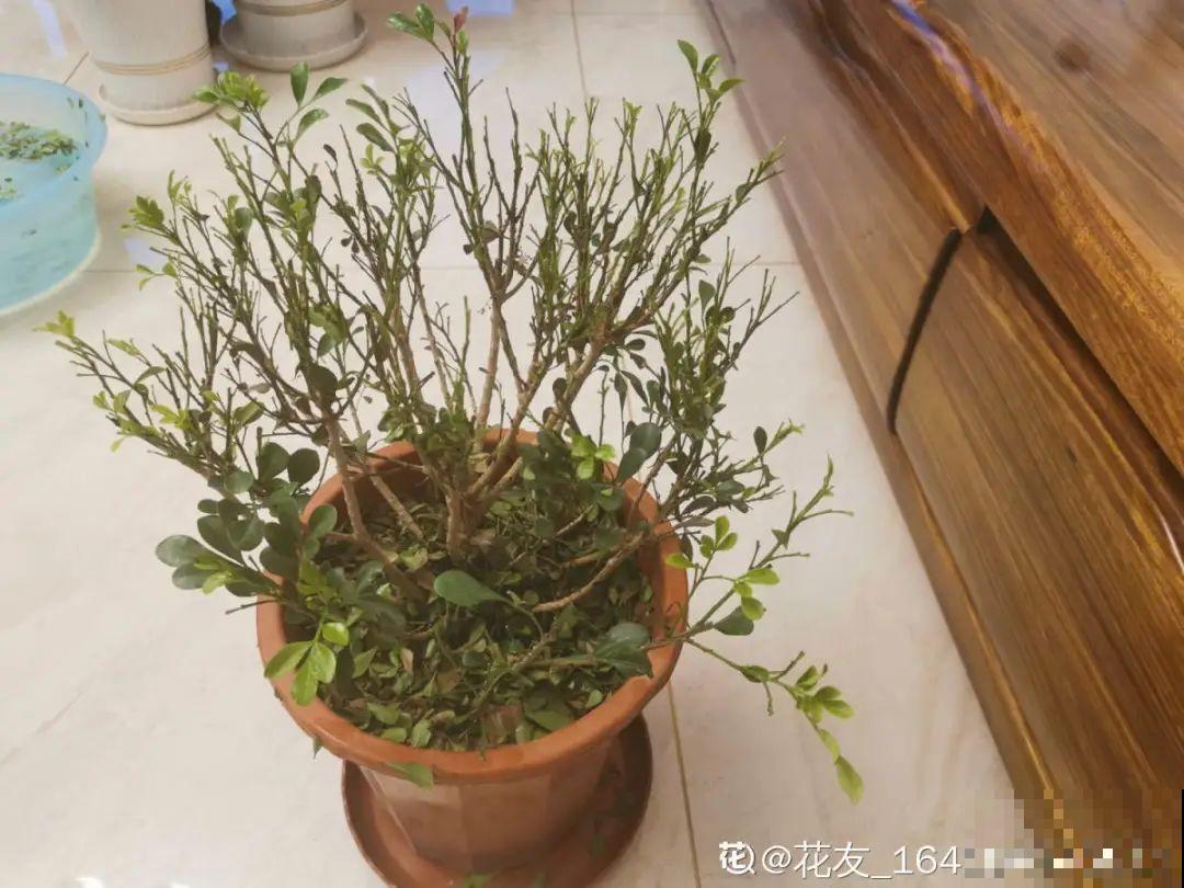 9种花，现在不能搬出门，屋里再躲半个月，不然就冻死