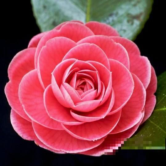 3种花新手还是放弃吧,买了就等于浪费钱,很难养活 3种花新手还是放弃吧,买了就等于浪费钱,很难养活