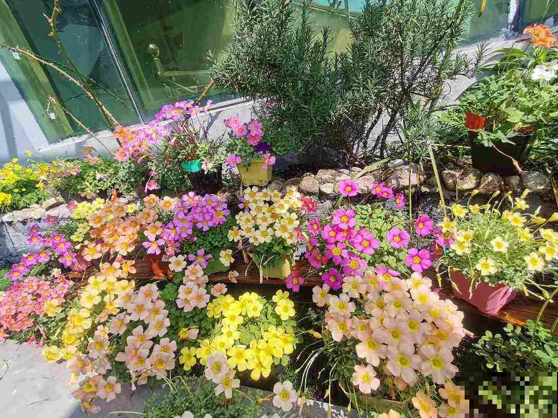 春天猛剪5种花,千万别心软,越剪越爆盆,开出满园花 春天猛剪5种花,千万别心软,越剪越爆盆,开出满园花