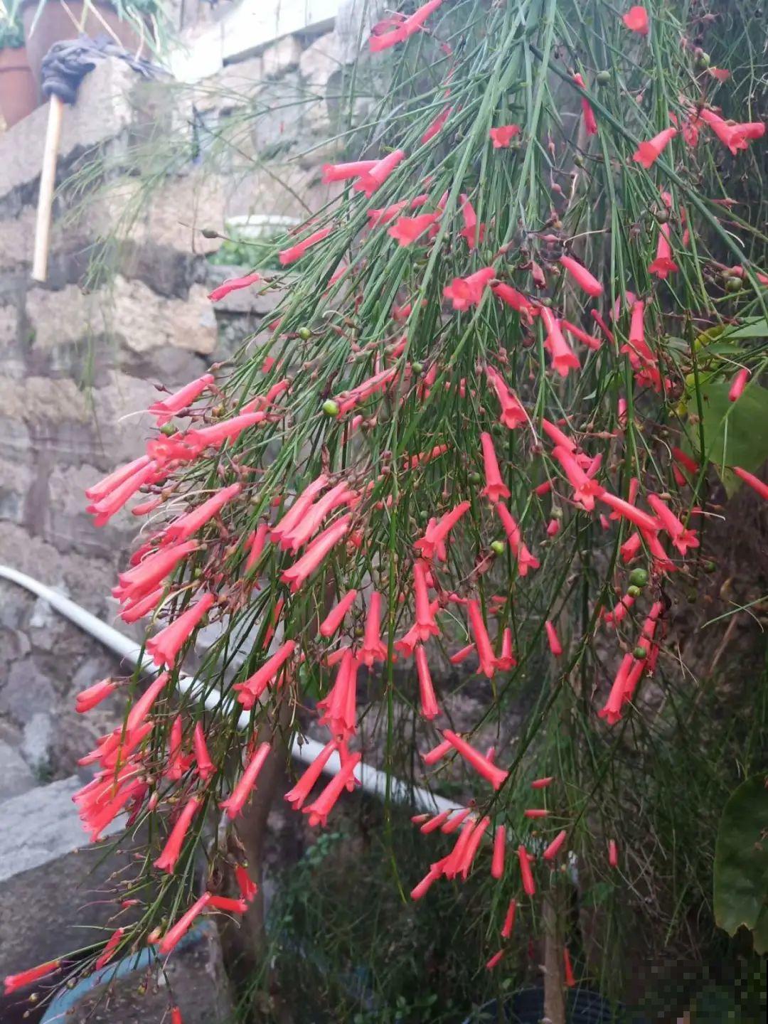 过年烟花没看够，快养这9种花，开花更美