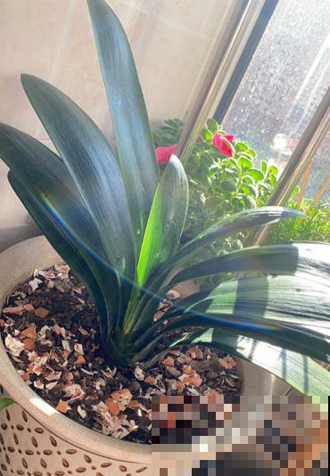 喷水别喷3类花，遇水烂叶又烂芯，最后剩个空盆