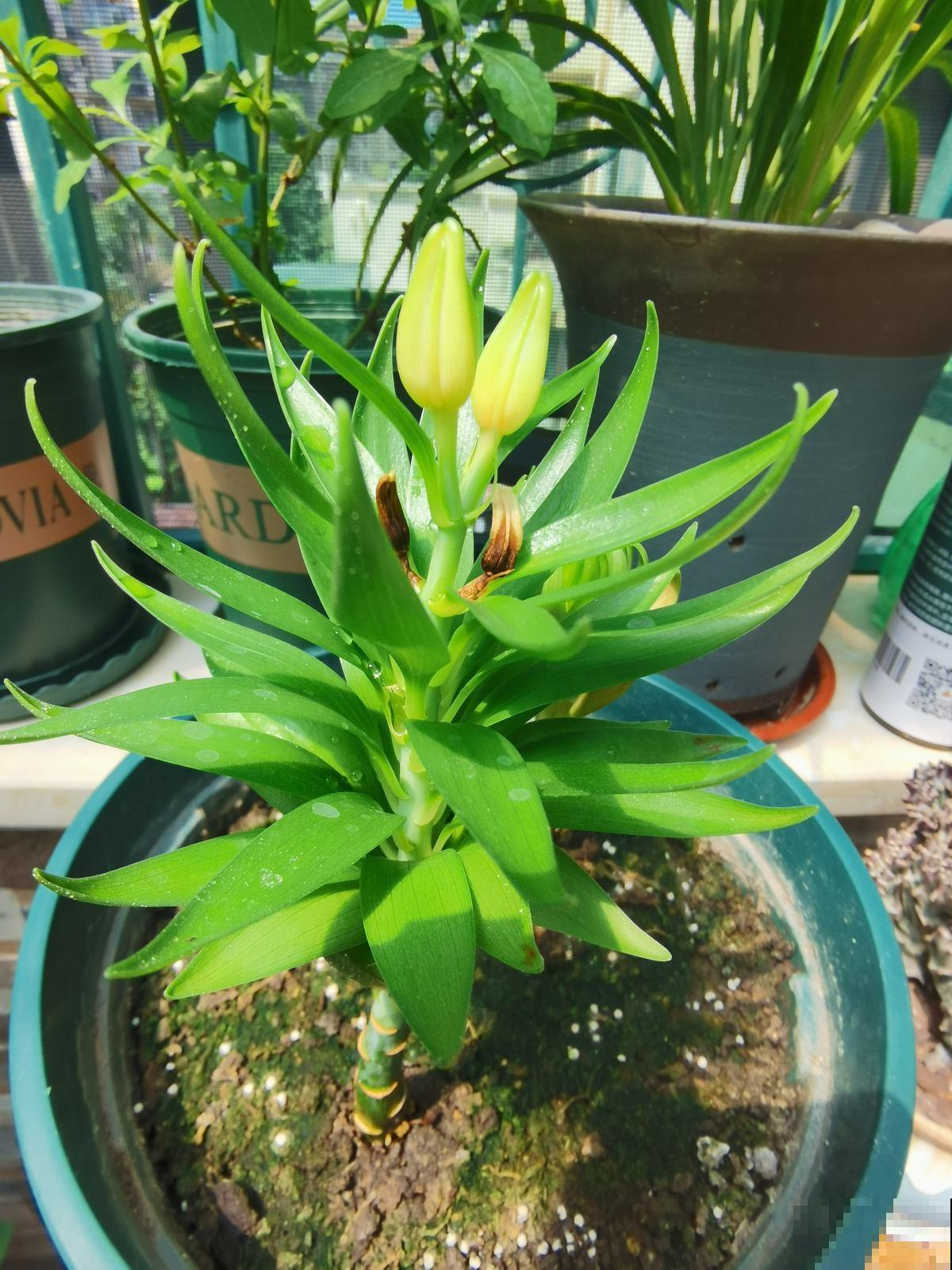 一个“蒜头”埋土里，呼呼长出大绿叶，开花比脸大，香飘满屋