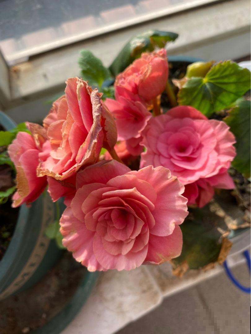 5种花，春天别在花市买，小心有诈