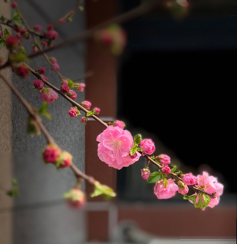 5种花，抗碱性很强，就适合种在北方