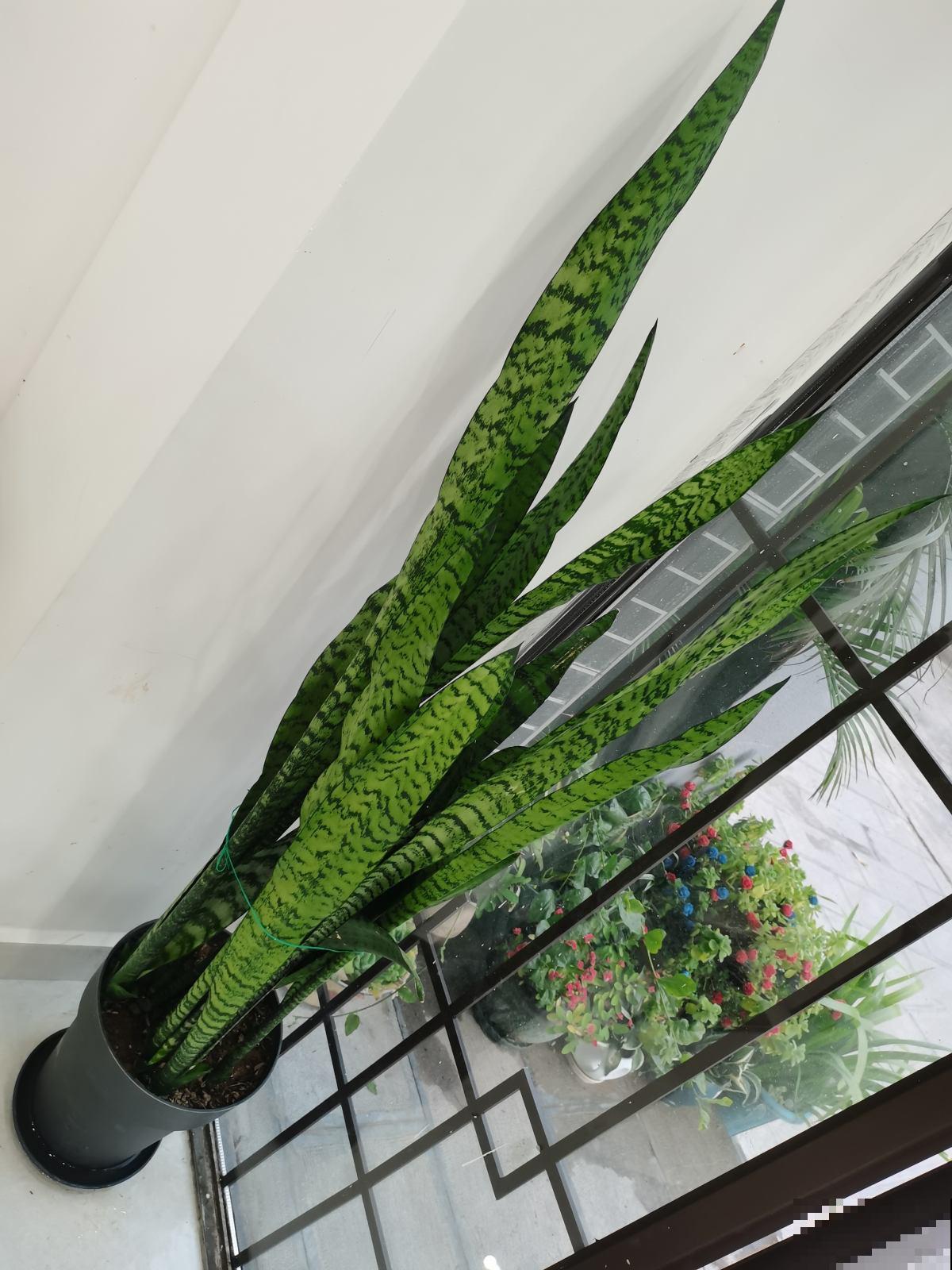 虎皮兰东倒西歪，晒晒太阳马上直挺挺