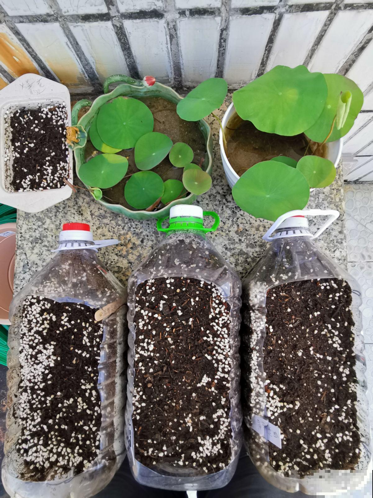 在家就能种的蔬菜,10天就能窜一节,20天做成美味佳肴 在家就能种的蔬菜,10天就能窜一节,20天做成美味佳肴